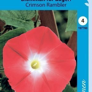 Siemen Päivänsini Crimson Rambler