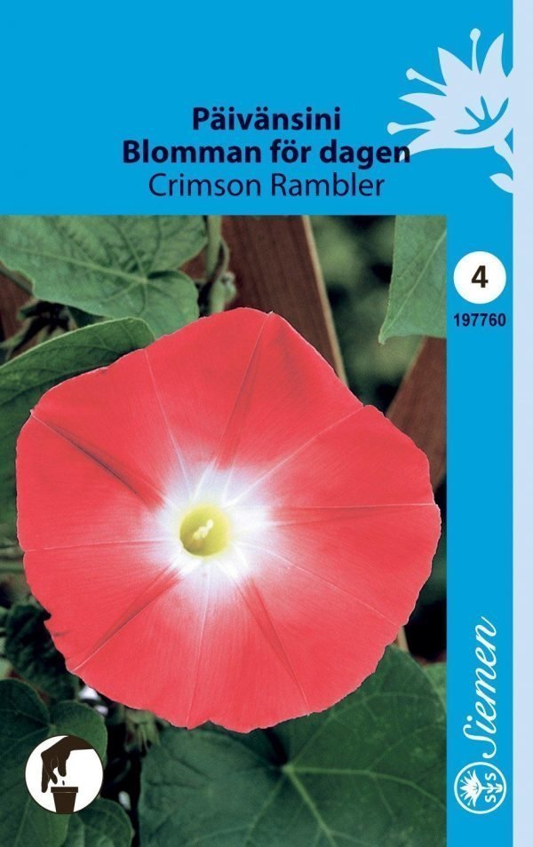 Siemen Päivänsini Crimson Rambler