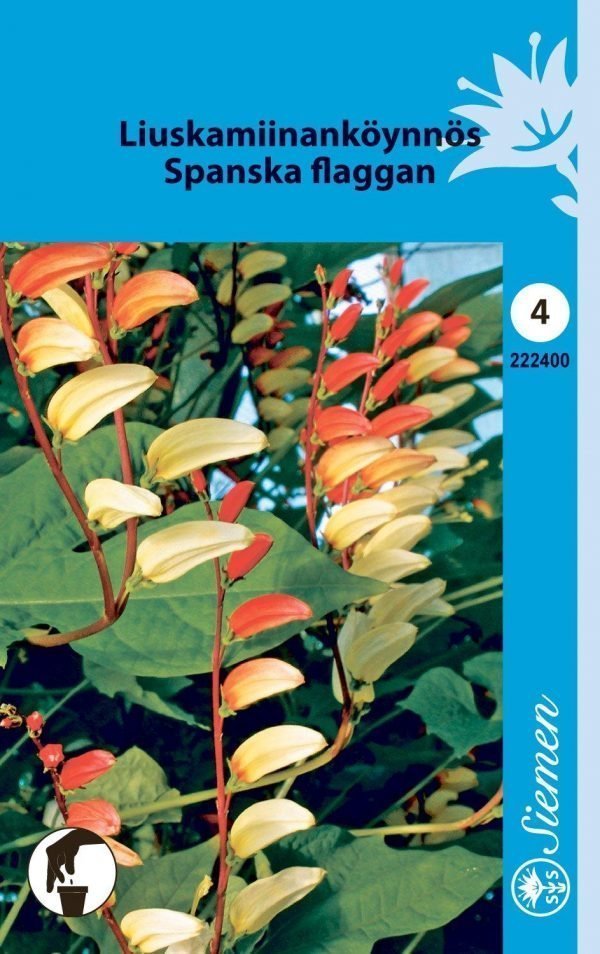 Siemen Quamoclit (Mina) Lobata Liuskamiinanköynnös