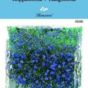 Siemen Riippolobelia Monsoon