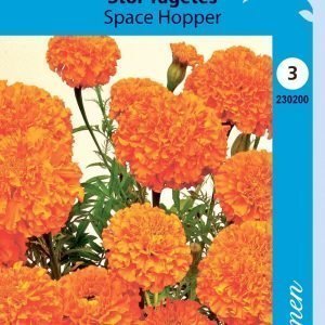 Siemen Tagetes Erecta Space Hopper Isosamettikukka