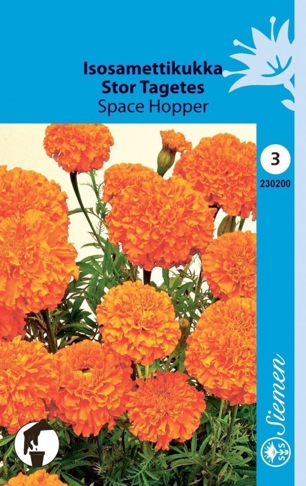 Siemen Tagetes Erecta Space Hopper Isosamettikukka