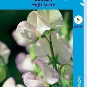 Siemen Tuoksuherne High Scent