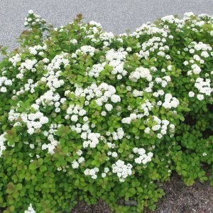 Spiraea Betulifolia Koivuangervo