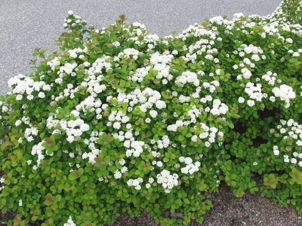 Spiraea Betulifolia Koivuangervo