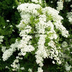 Spiraea Grefsheim Norjanangervo