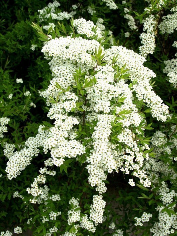 Spiraea Grefsheim Norjanangervo