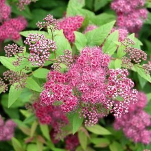 Spiraea Japonica Froebelii Ruusuangervo