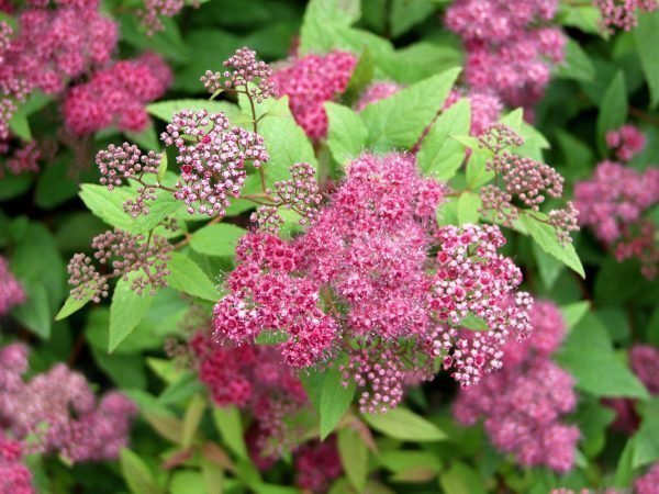 Spiraea Japonica Froebelii Ruusuangervo