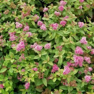 Spiraea Japonica Little Princess Keijuangervo