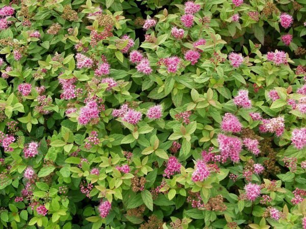 Spiraea Japonica Little Princess Keijuangervo