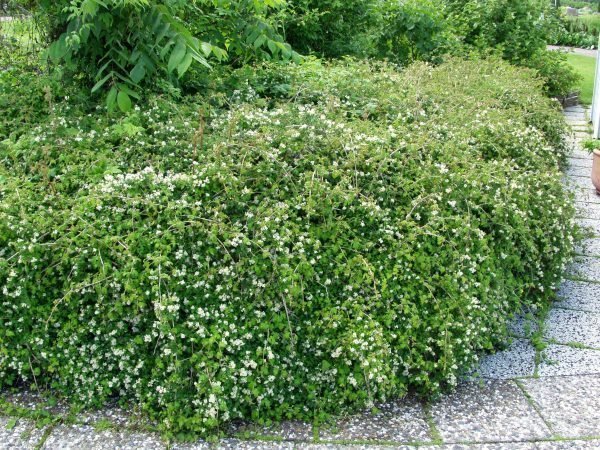 Stephanandra Incisa Crispa Seppelvarpu