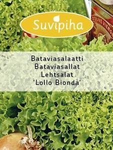 Suvipiha Bataviasalaatti Lollo Bionda