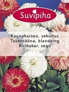 Suvipiha Bellis Perennis