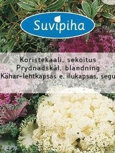 Suvipiha Brassica Koristekaali