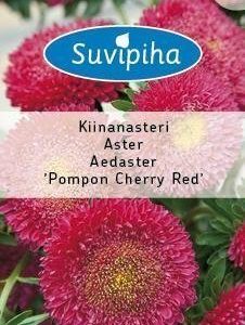 Suvipiha Callistep Kiinanasteri Pompon Cherry Red