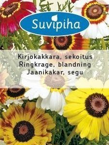 Suvipiha Crysanthemum Carin.Kirjopäivänkakkara