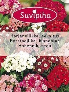 Suvipiha Dianthus Barbatus