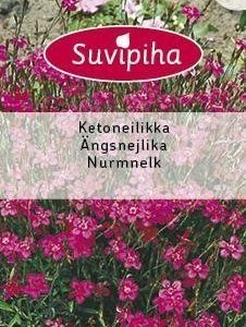 Suvipiha Dianthus