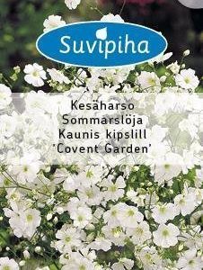 Suvipiha Gypsophila