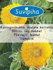 Suvipiha Helianthus Auringonkukka