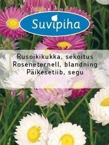 Suvipiha Helipterum