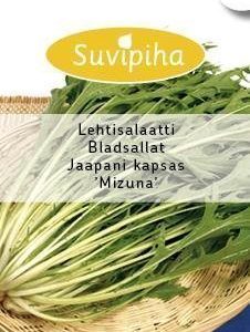 Suvipiha Japaninkaali (mizuna)