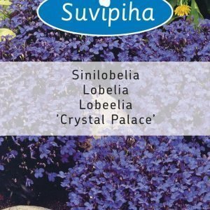 Suvipiha Lobelia Crystal Palace