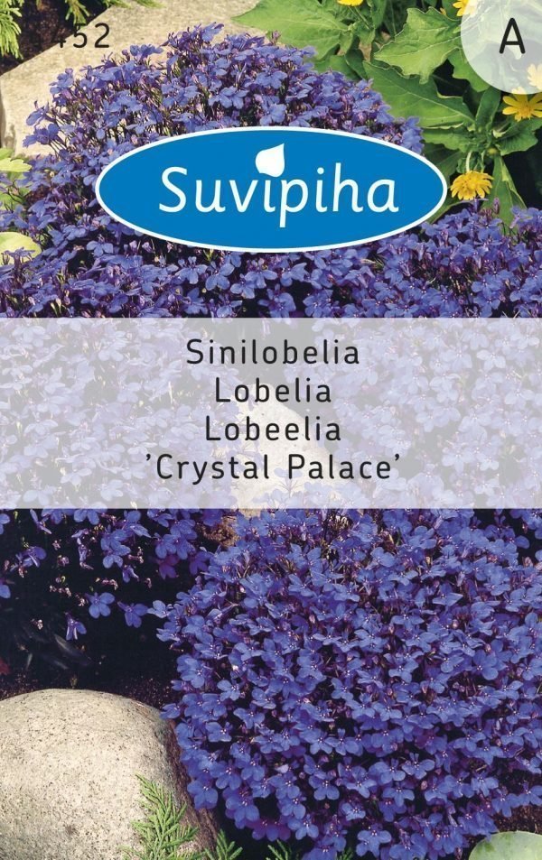 Suvipiha Lobelia Crystal Palace