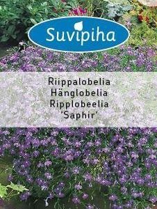 Suvipiha Lobelia Saphir