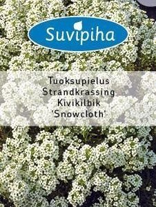 Suvipiha Lobularia Maritima Snowcloth