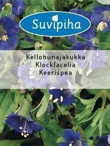 Suvipiha Phacelia