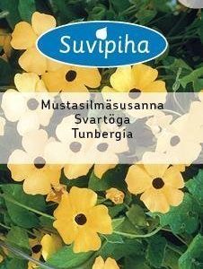 Suvipiha Thunbergia