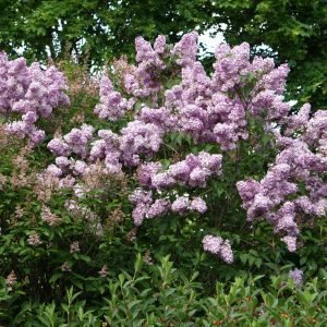 Syringa Vulgaris Pihasyreeni