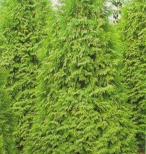 Thuja Occidentalis 'Brabant' 80-100 Cm Pylvästuija