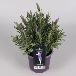 Tähkälaventeli 'Lavandula Angustifolia'