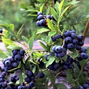 Vaccinium Angustifolium Aino Pensasmustikka