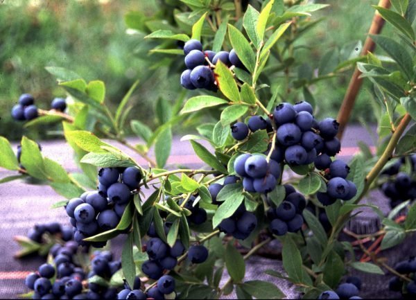 Vaccinium Angustifolium Aino Pensasmustikka