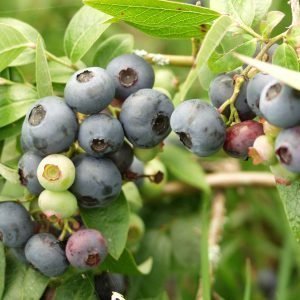 Vaccinium Angustifolium North Blue Pensasmustikka